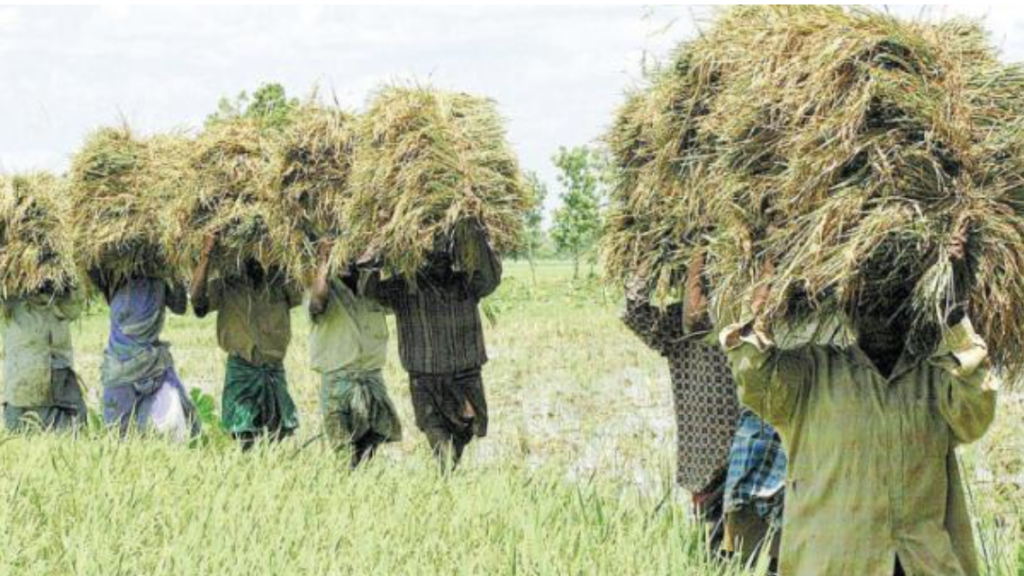 பதுக்கி வைத்துள்ள நெல்லையை வெளியேற்றுவதன் மூலம், பற்றாக்குறையை சமாளிக்க முடியும்