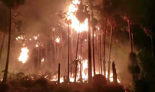 யாழ்ப்பாணம் வடமராட்சி கிழக்கில் நூற்றுக்கணக்கான பனைமரங்களுக்கு தீ வைத்த சம்பவம் பனைமரங்களுக்கு தீ வைத்த சம்பவம்